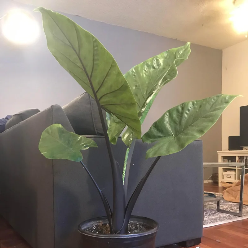 Alocasia Black Stem Live Plant – Elegant Indoor Houseplant 3in Pot - Image 2