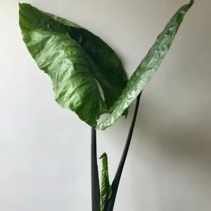 Alocasia Black Stem Live Plant – Elegant Indoor Houseplant 3in Pot - Image 3