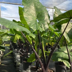 Alocasia Black Stem Live Plant – Elegant Indoor Houseplant 3in Pot - Image 4