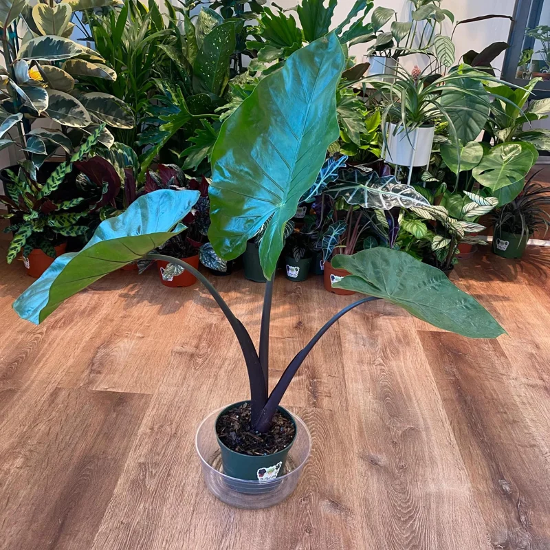 Alocasia Black Stem Live Plant – Elegant Indoor Houseplant 3in Pot - Image 5