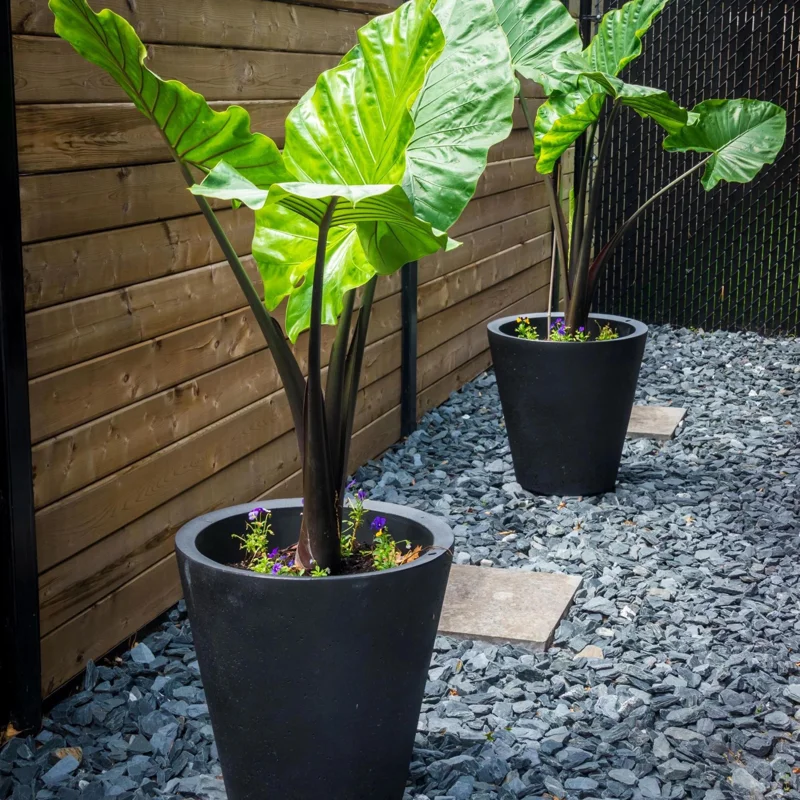 Alocasia Black Stem Live Plant – Elegant Indoor Houseplant 3in Pot - Image 6