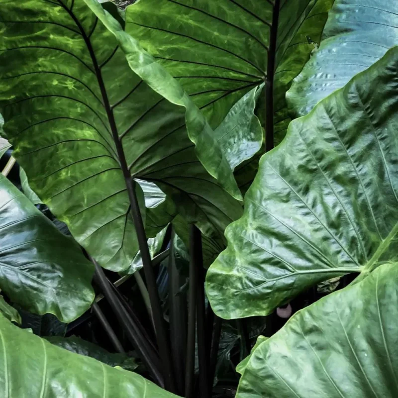 Alocasia Black Stem Live Plant – Elegant Indoor Houseplant 3in Pot - Image 8