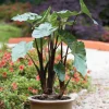 Alocasia Black Stem Live Plant – Elegant Indoor Houseplant 3in Pot - Image 1