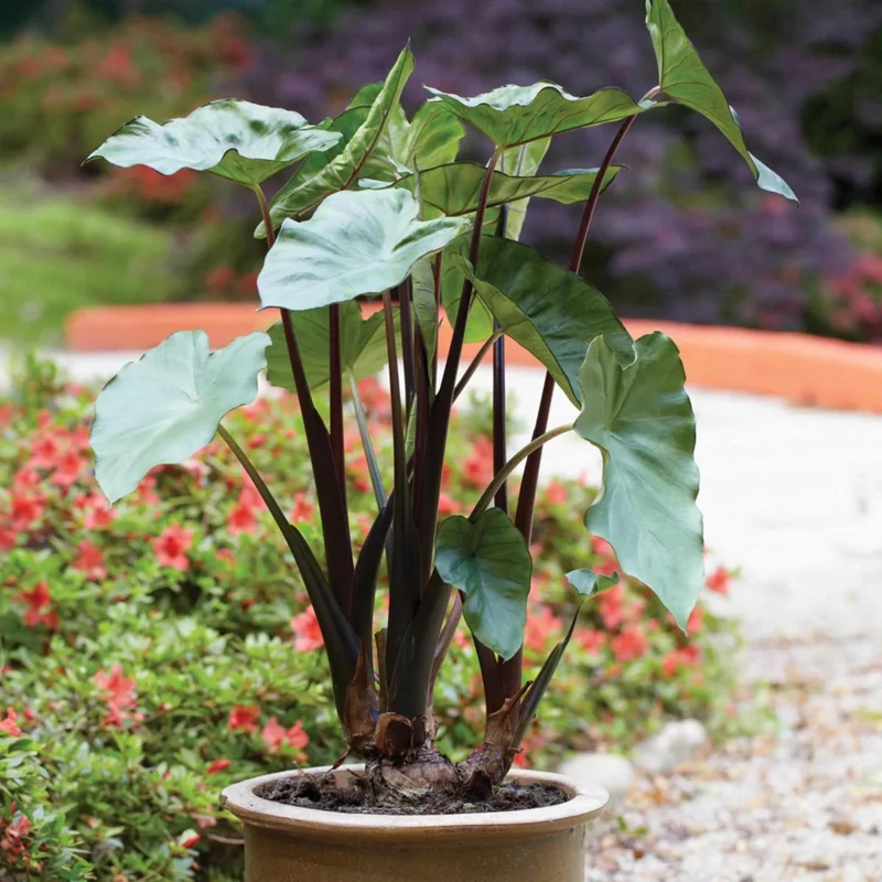 Alocasia Black Stem Live Plant – Elegant Indoor Houseplant 3in Pot - Image 1