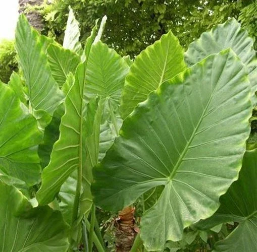 Alocasia Calidora Live Plant – 24 Inches Tall – Tropical Houseplant – Green Foliage – Indoor/Outdoor - Image 2