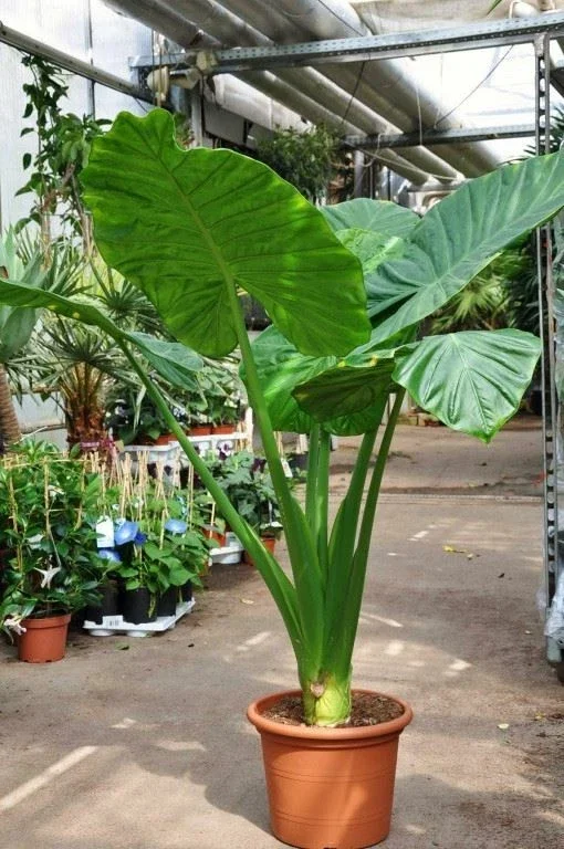 Alocasia Calidora Live Plant – 24 Inches Tall – Tropical Houseplant – Green Foliage – Indoor/Outdoor - Image 1