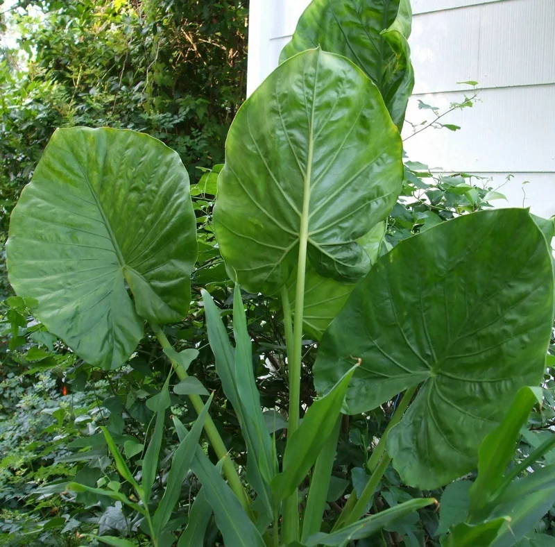 Alocasia Calidora Live Plant – 24 Inches Tall – Tropical Houseplant – Green Foliage – Indoor/Outdoor - Image 3