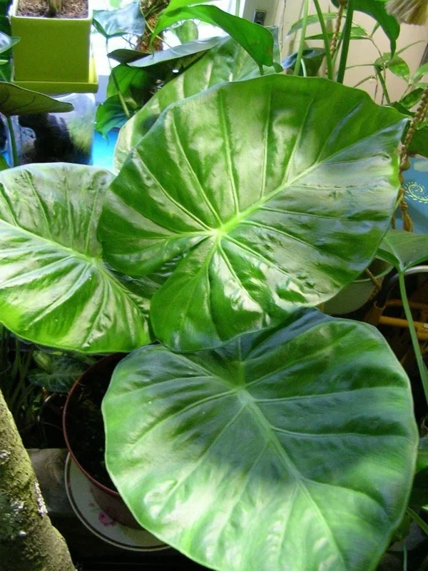 Alocasia Calidora Live Plant – 24 Inches Tall – Tropical Houseplant – Green Foliage – Indoor/Outdoor - Image 4
