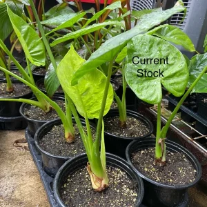 Alocasia Calidora Live Plant – 24 Inches Tall – Tropical Houseplant – Green Foliage – Indoor/Outdoor - Image 5
