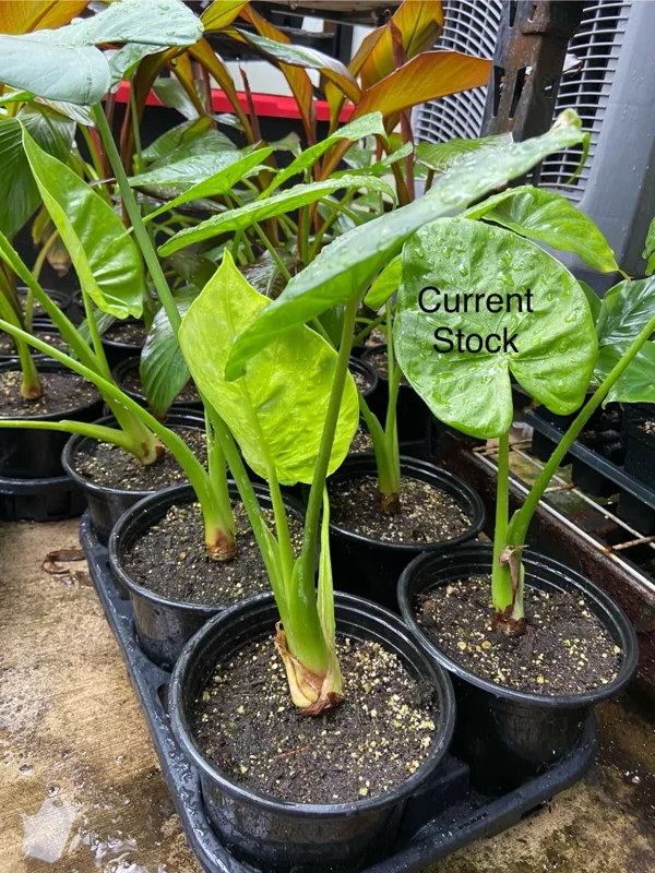 Alocasia Calidora Live Plant – 24 Inches Tall – Tropical Houseplant – Green Foliage – Indoor/Outdoor - Image 5