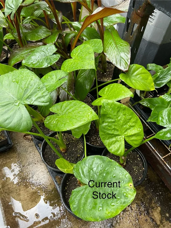 Alocasia Calidora Live Plant – 24 Inches Tall – Tropical Houseplant – Green Foliage – Indoor/Outdoor - Image 6