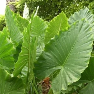 Alocasia Calidora Live Plant – 7-8 Inches Tall Elephant Ear – Indoor & Outdoor - Image 2
