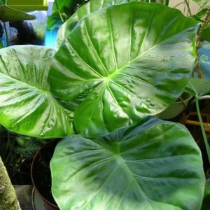 Alocasia Calidora Live Plant – 7-8 Inches Tall Elephant Ear – Indoor & Outdoor - Image 4