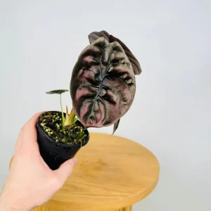 Alocasia Cuprea 'Red Secret' Live Plant 5-9 inch - Rare Metallic Copper Foliage Indoor Plant - Image 2