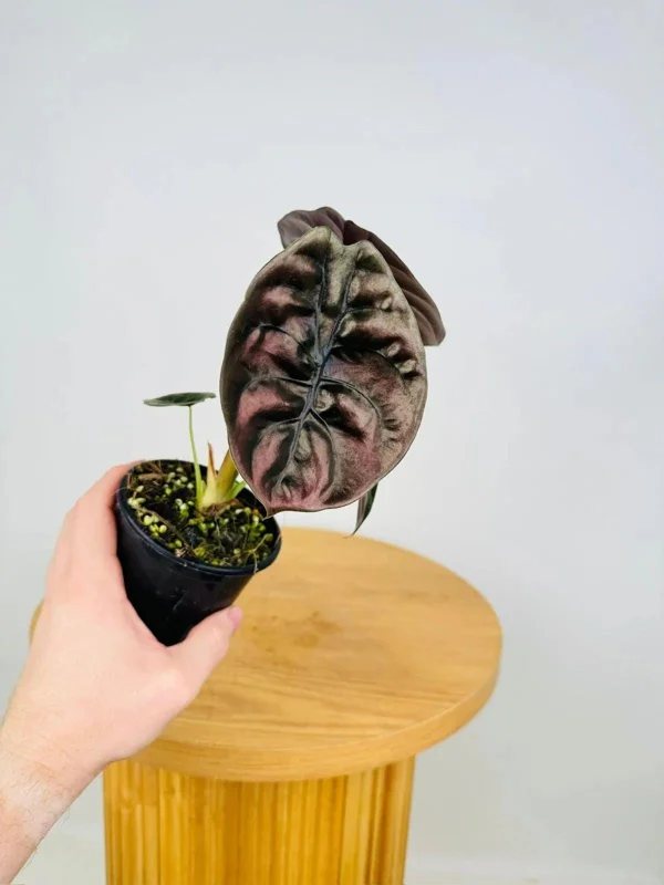 Alocasia Cuprea 'Red Secret' Live Plant 5-9 inch - Rare Metallic Copper Foliage Indoor Plant - Image 2