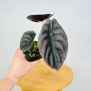 Alocasia Cuprea 'Red Secret' Live Plant 5-9 inch - Rare Metallic Copper Foliage Indoor Plant - Image 1