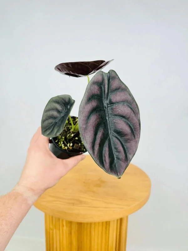 Alocasia Cuprea 'Red Secret' Live Plant 5-9 inch - Rare Metallic Copper Foliage Indoor Plant - Image 1