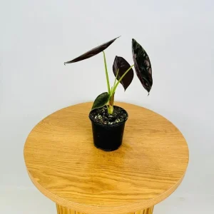 Alocasia Cuprea 'Red Secret' Live Plant 5-9 inch - Rare Metallic Copper Foliage Indoor Plant - Image 3