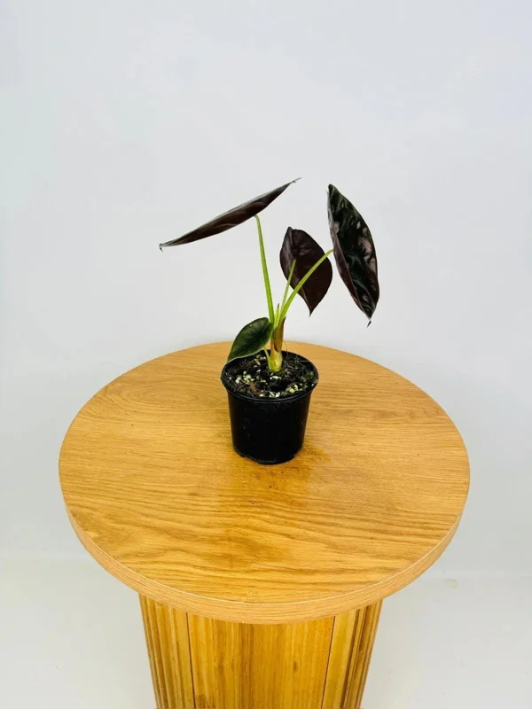 Alocasia Cuprea 'Red Secret' Live Plant 5-9 inch - Rare Metallic Copper Foliage Indoor Plant - Image 3