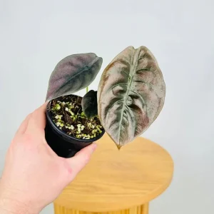 Alocasia Cuprea 'Red Secret' Live Plant 5-9 inch - Rare Metallic Copper Foliage Indoor Plant - Image 5