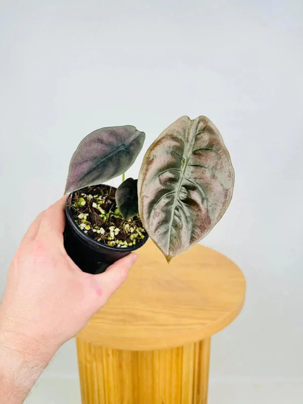 Alocasia Cuprea 'Red Secret' Live Plant 5-9 inch - Rare Metallic Copper Foliage Indoor Plant - Image 5