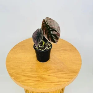 Alocasia Cuprea 'Red Secret' Live Plant 5-9 inch - Rare Metallic Copper Foliage Indoor Plant - Image 6