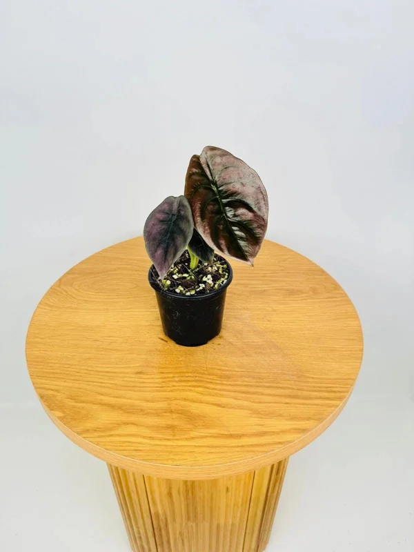 Alocasia Cuprea 'Red Secret' Live Plant 5-9 inch - Rare Metallic Copper Foliage Indoor Plant - Image 6