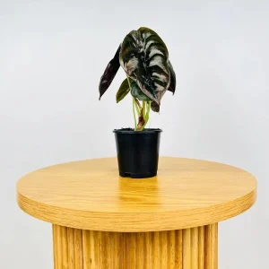 Alocasia Cuprea 'Red Secret' Live Plant 5-9 inch - Rare Metallic Copper Foliage Indoor Plant - Image 8
