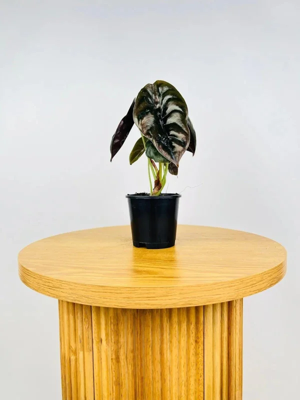 Alocasia Cuprea 'Red Secret' Live Plant 5-9 inch - Rare Metallic Copper Foliage Indoor Plant - Image 8