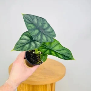 Alocasia Dragon Scale Live Plant - 5-9" Tall Rare Jewel Alocasia Indoor Houseplant - Image 2