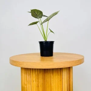 Alocasia Dragon Scale Live Plant - 5-9
