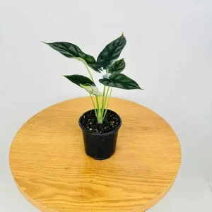 Alocasia Dragon Scale Live Plant - 5-9