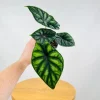 Alocasia Dragon Scale Live Plant - 5-9" Tall Rare Jewel Alocasia Indoor Houseplant - Image 1