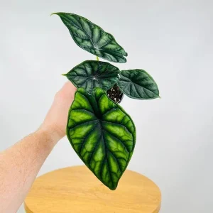 Alocasia Dragon Scale Live Plant - 5-9" Tall Rare Jewel Alocasia Indoor Houseplant - Image 1