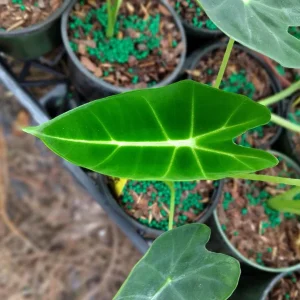 Alocasia Frydek Live Plant – 4 inch Pot – Indoor Houseplant - Image 1