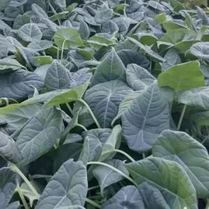 Alocasia Maharani Live Plant - 4
