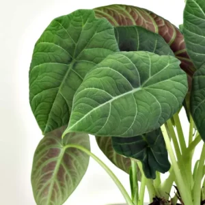 Alocasia Maharani Live Plant – Rare Jewel Alocasia – 5-9" Tall – Indoor Houseplant - Image 2