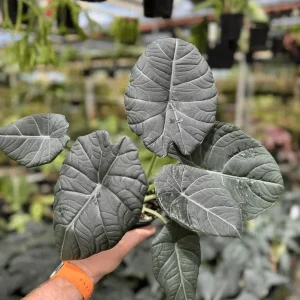 Alocasia Maharani Live Plant – Rare Jewel Alocasia – 5-9