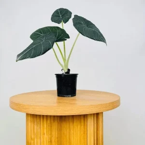 Alocasia Maharani Live Plant – Rare Jewel Alocasia – 5-9