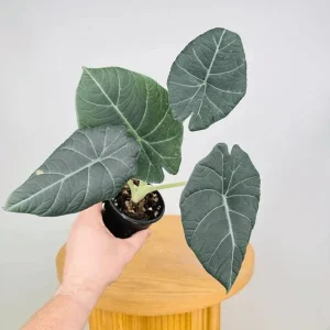 Alocasia Maharani Live Plant – Rare Jewel Alocasia – 5-9