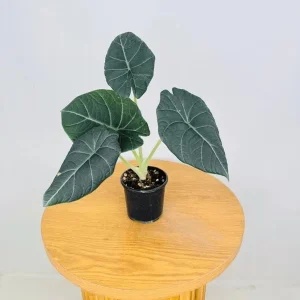 Alocasia Maharani Live Plant – Rare Jewel Alocasia – 5-9