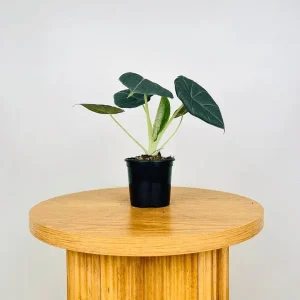 Alocasia Maharani Live Plant – Rare Jewel Alocasia – 5-9