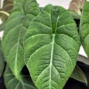 Alocasia Maharani Live Plant – Rare Jewel Alocasia – 5-9" Tall – Indoor Houseplant - Image 1