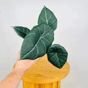 Alocasia Maharani Live Plant – Rare Jewel Alocasia – 5-9