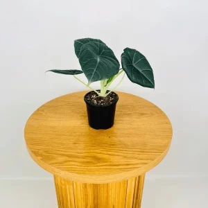 Alocasia Maharani Live Plant – Rare Jewel Alocasia – 5-9