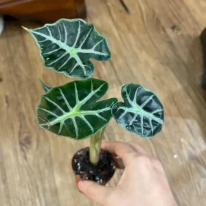 Alocasia Mandalay Elephant Ear Live Plant – 2 Pack, 5-9 Inches Tall, Potted Houseplant - Image 2