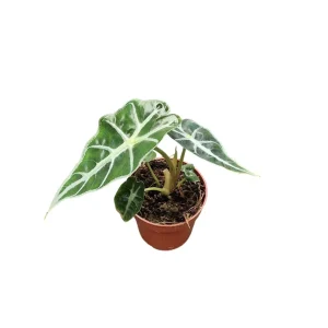 Alocasia Mandalay Elephant Ear Live Plant – 2 Pack, 5-9 Inches Tall, Potted Houseplant - Image 3