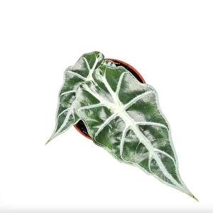 Alocasia Mandalay Elephant Ear Live Plant – 2 Pack, 5-9 Inches Tall, Potted Houseplant - Image 4