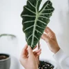 Alocasia Mandalay Elephant Ear Live Plant – 2 Pack, 5-9 Inches Tall, Potted Houseplant - Image 1
