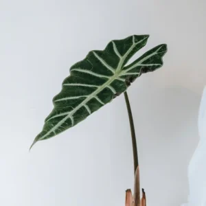 Alocasia Mandalay Elephant Ear Live Plant – 2 Pack, 5-9 Inches Tall, Potted Houseplant - Image 5